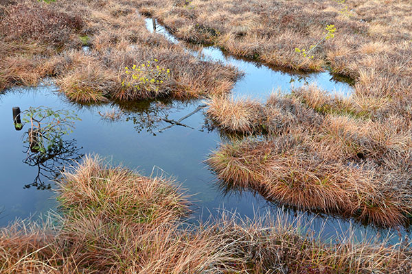 Moorlandschaft mit Grasbüscheln und Wasser