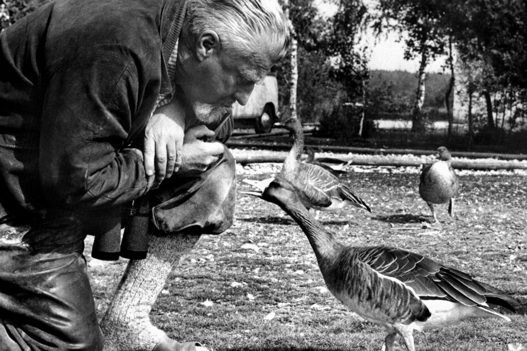 Konrad Lorenz mit einer Gans